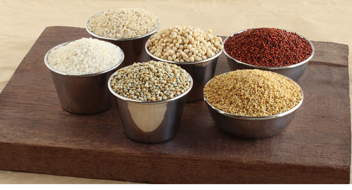 Bhide Imex agricultural brochure visual